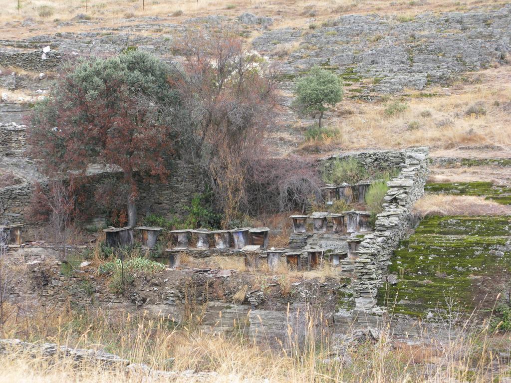 Camino